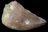 Mosasaur (Prognathodon) Tooth - Morocco #101082-1
